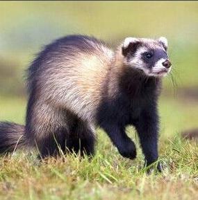 老中医可以给孩子起名吗,用中药名字给孩子取名可以吗