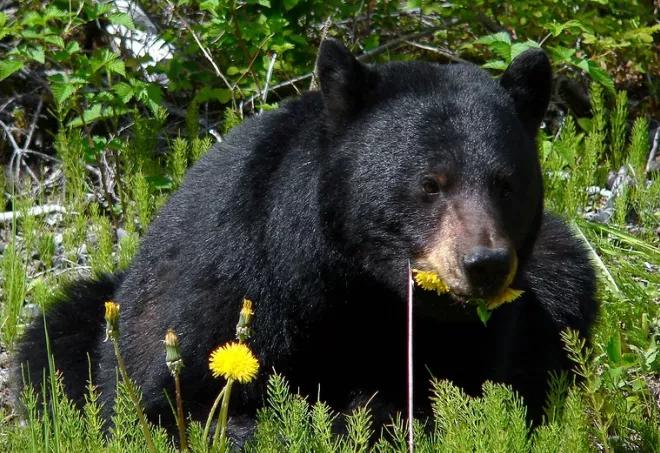 汇闻奇录（第十章）黑熊败逃战场，无花果树上造火球击退野猪群