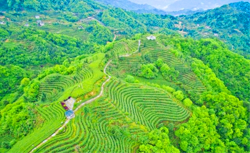 广西玉林博白龙眼丰收时节,广西博白龙眼几月份可以摘