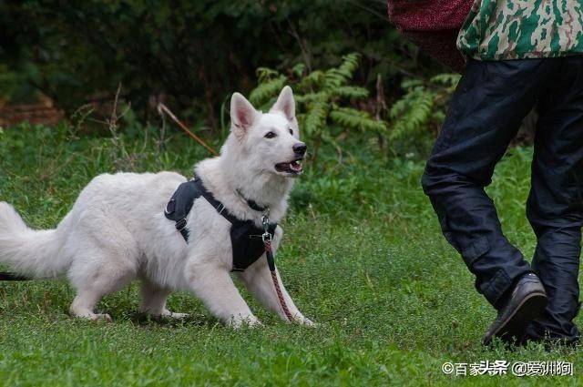 训犬的100个基本方法,训犬的技巧