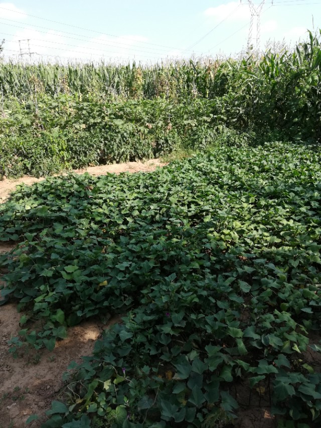 山西不富裕，但山西人幸福指数高，为什么呢？