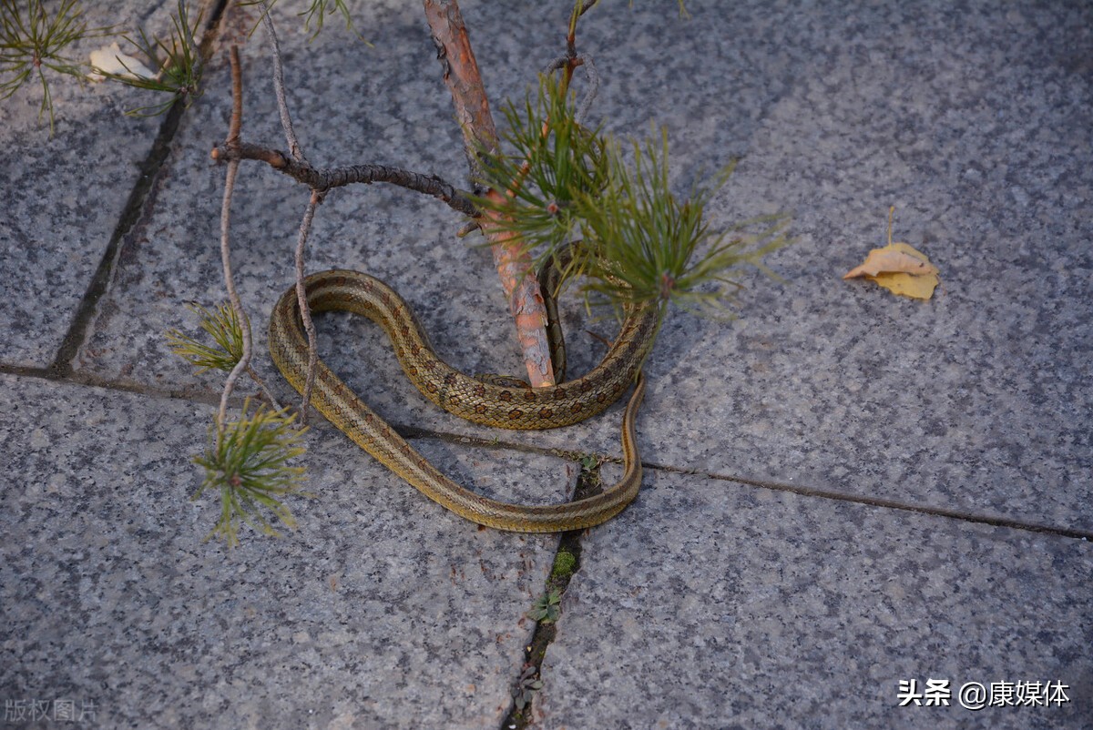院子里有蛇种什么树花能驱蛇,农村房屋周边的蛇怎么驱除