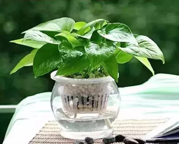 消除新房甲醛的是哪种盆景植物,吸附甲醛最好植物