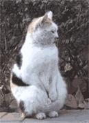 南极人羽绒被怎么样,南极人羊毛冬被