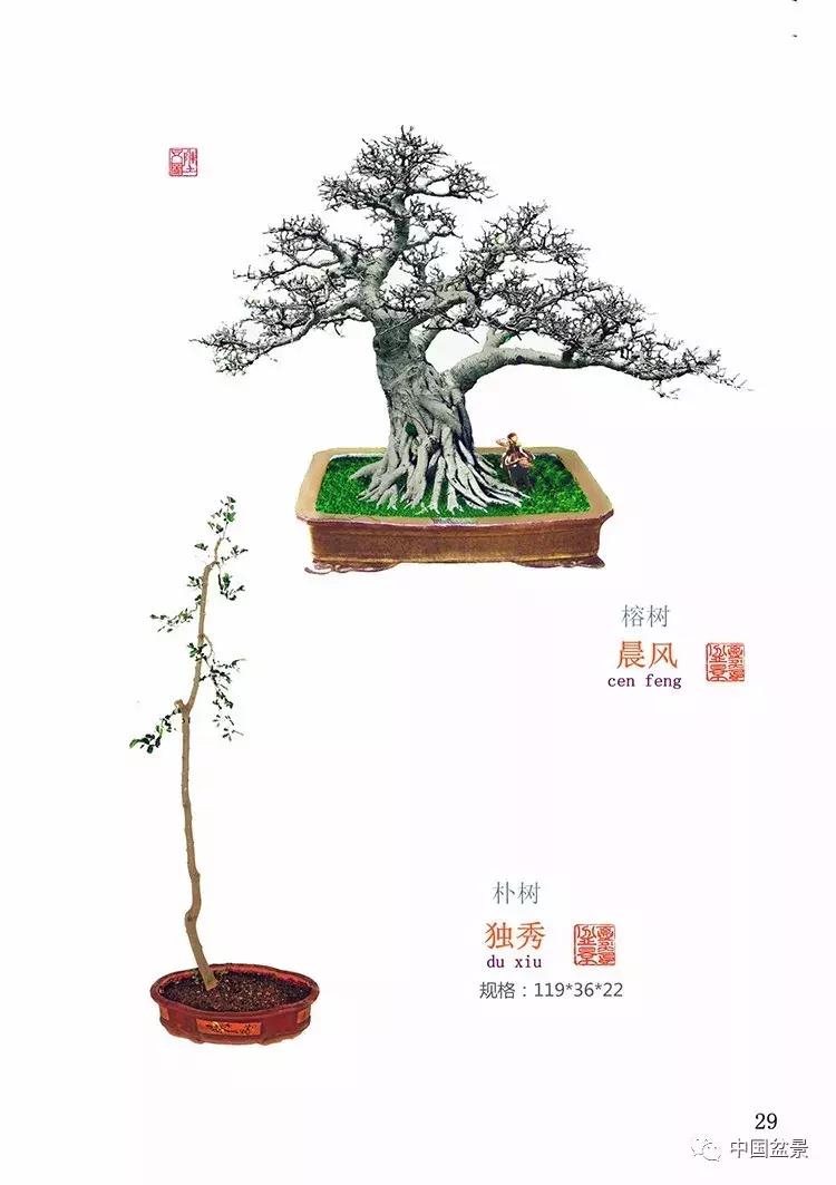 陈文图老师,陈文图盆景欣赏