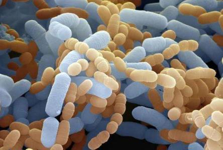 猪舍猪臭味怎么去除,猪舍臭味是什么