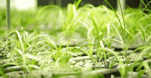 兰花蕙兰绝品传奇,每日一品茶叶