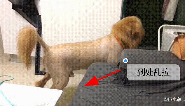 金毛狗的不良习惯,金毛不良习惯训练