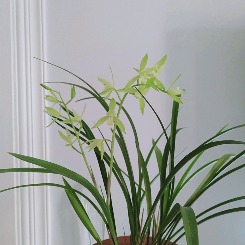 兰花黑斑病,试试这样防治,简单好用