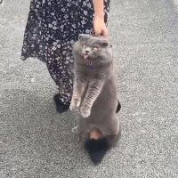 捏住老虎后颈就不敢动了,捏住老虎后颈肉会怎样