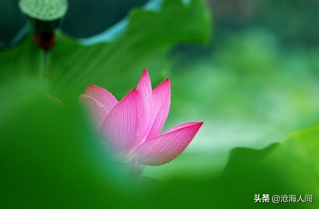 写荷花的诗词有多少,禅意荷花的诗词