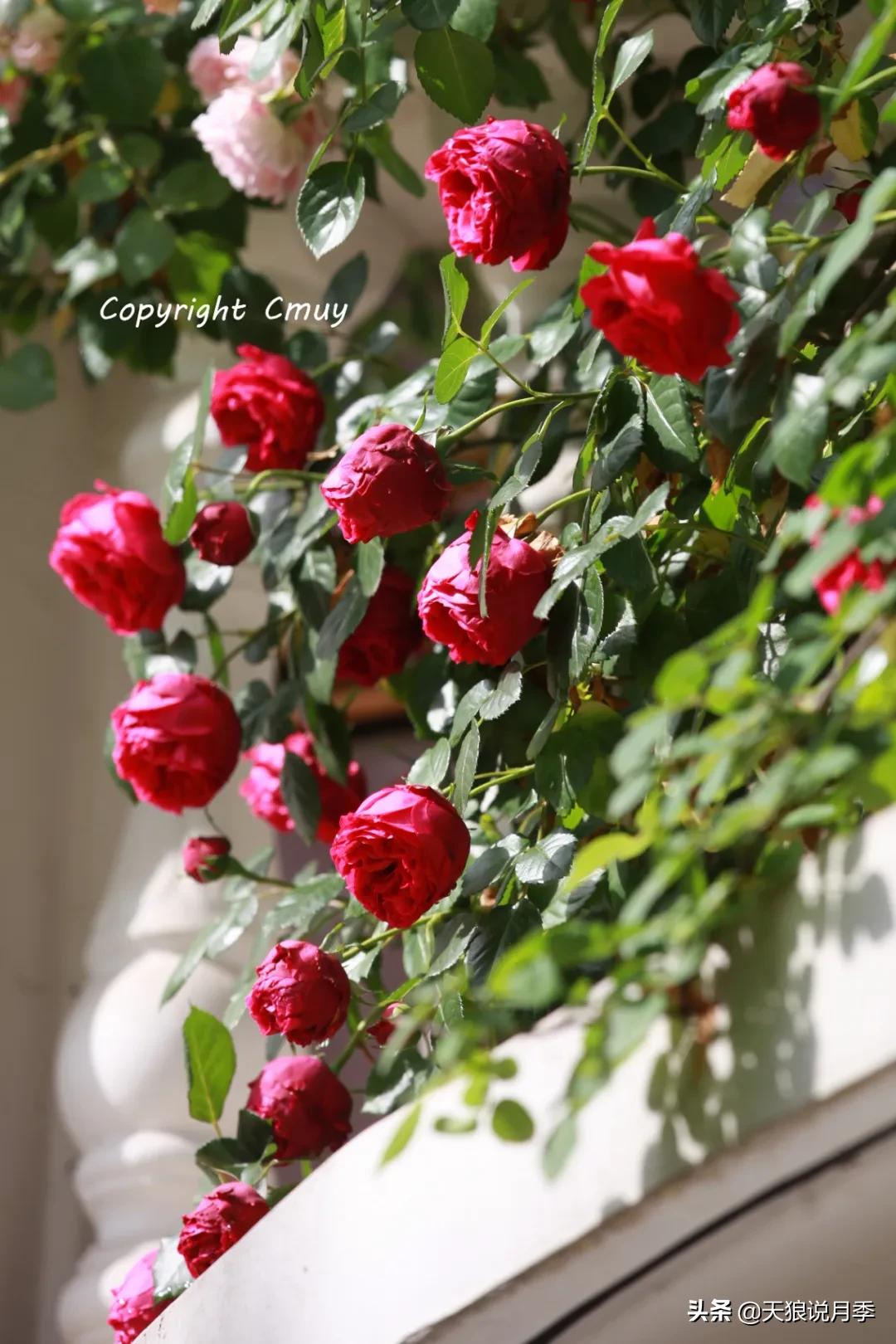 月季花是时候展现真正的技术了 (开春的第一波月季花就这么过去了)