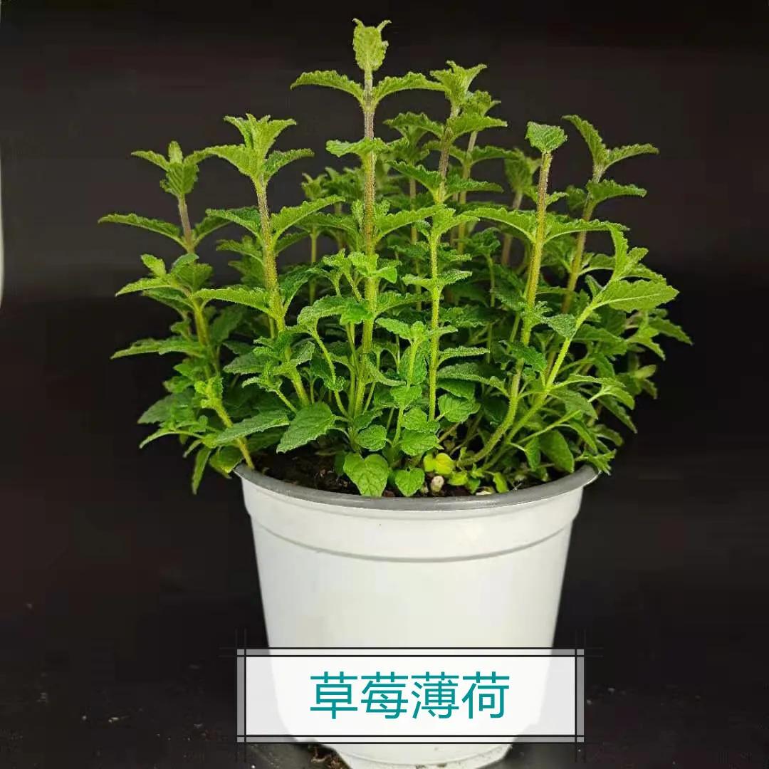 观花草本植物推荐,最具观赏性的观叶植物