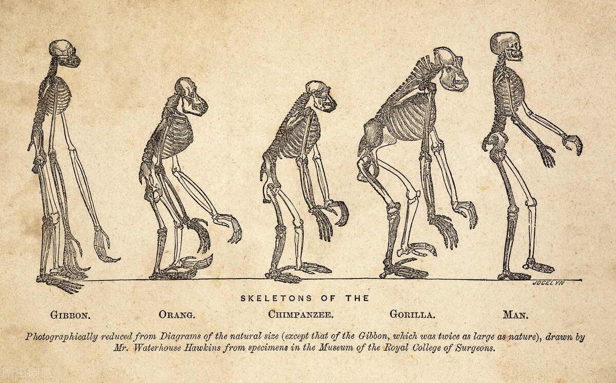 达尔文进化论20年空白期,达尔文进化论真的有人质疑吗