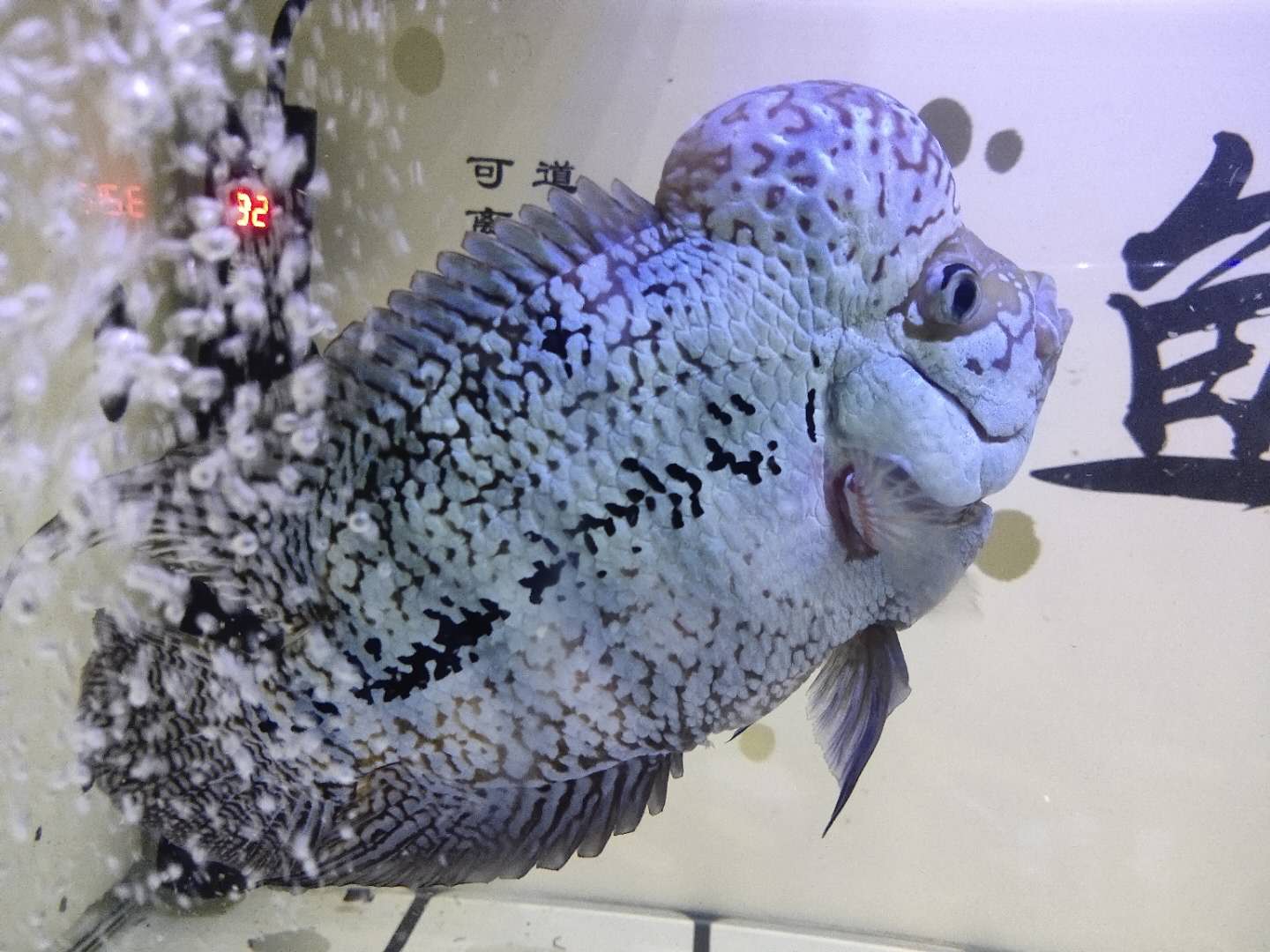 观赏鱼身上有水珠气泡是怎么回事,观赏鱼体表粘液损伤多久恢复