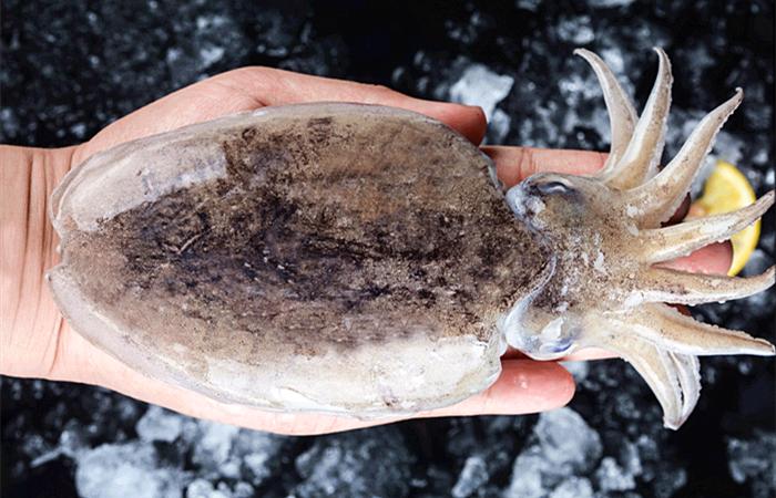 墨鱼的墨汁可以用吗,墨鱼的墨汁有什么营养