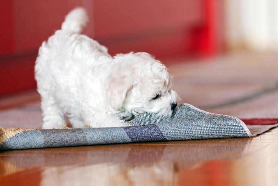 养比熊的方法和注意事项,4个月比熊喂养注意事项