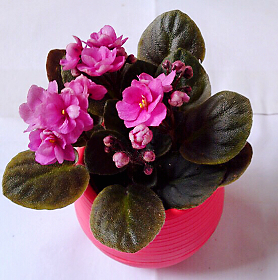 紫罗兰花卉大全,紫罗兰花卉盆栽图片