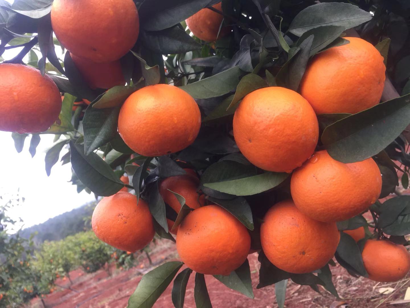 柑橘如何提质增效,柑橘如何增糖降酸提品质