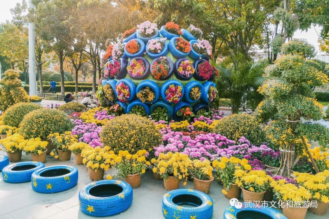花点时间游武汉，满城都是菊花盛放的海洋
