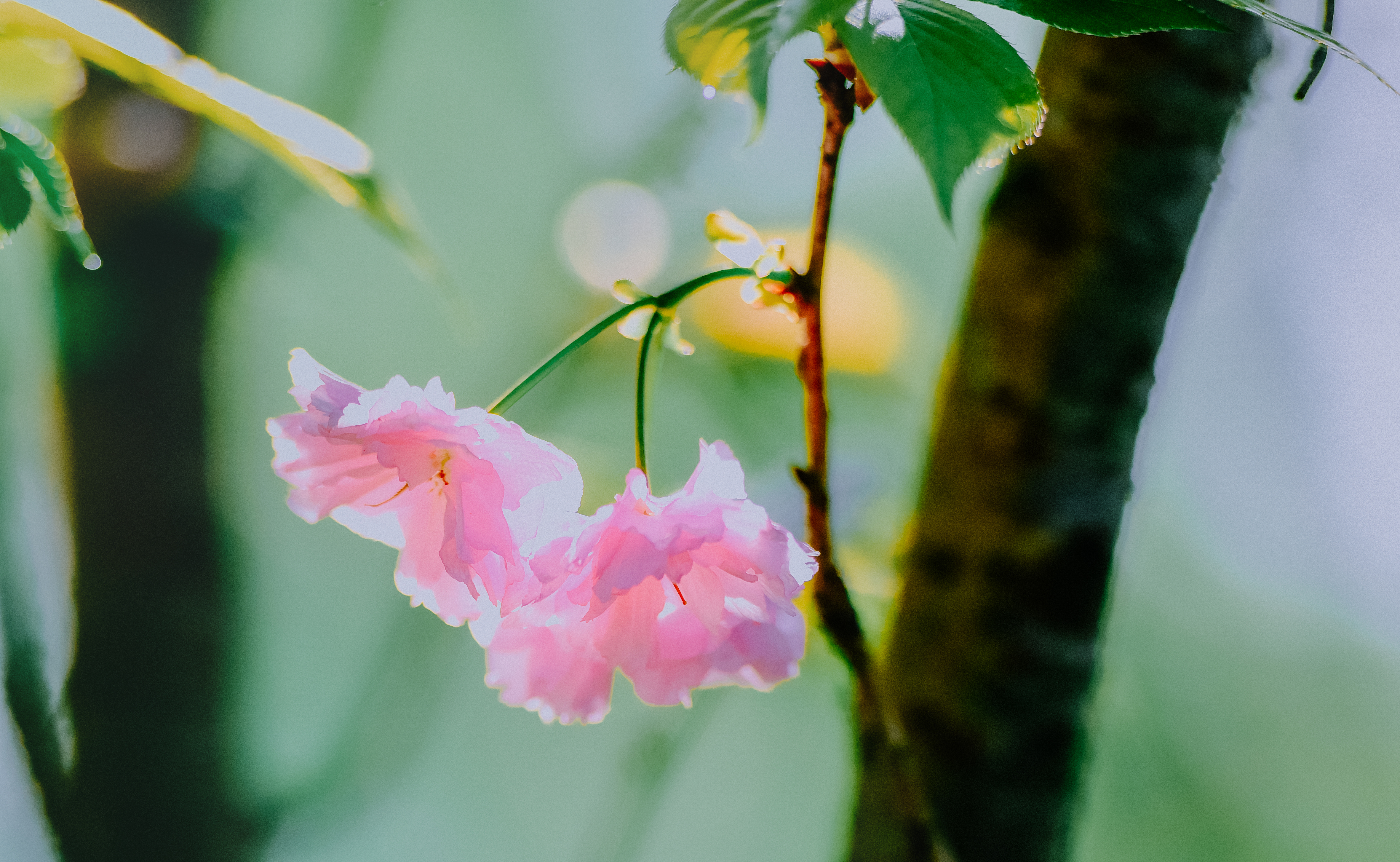 水彩花卉桃花技法,单花樱花怎么拍好看
