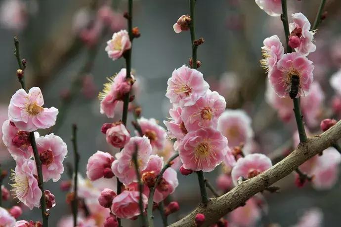 好书推荐快来领取你的宝藏书单,100种百花图谱大全