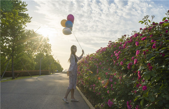 国庆去哪玩?上海滨江森林公园可以带宠物狗一起嗨