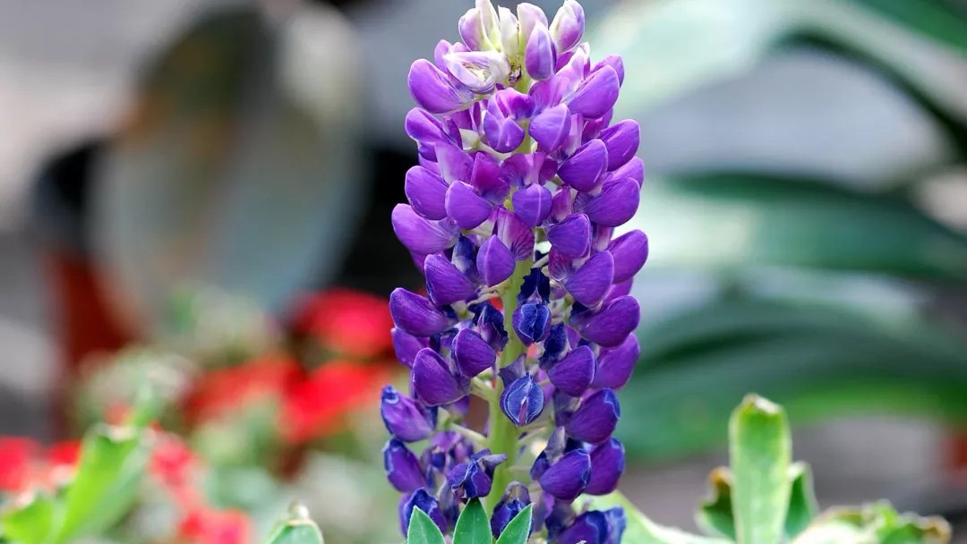 花语大全：各种鲜花的花语，不同颜色寓意也不一样啊