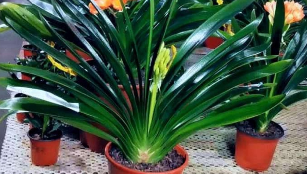 养君子兰需要什么土,养君子兰应该施什么肥