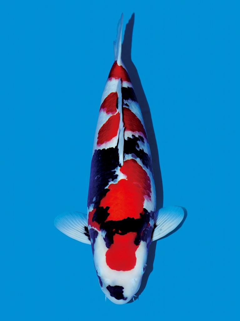 饲养锦鲤鱼该喂哪种鱼饲料,养殖投喂四定原则是哪四定