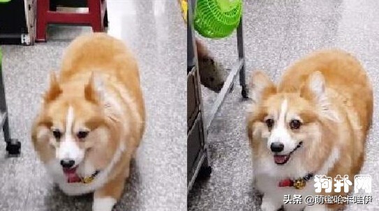 柯基冷得发抖,柯基是不是都这么热情啊