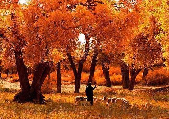 胡杨林旅游区道歉,额济纳胡杨林门票免费及优惠政策