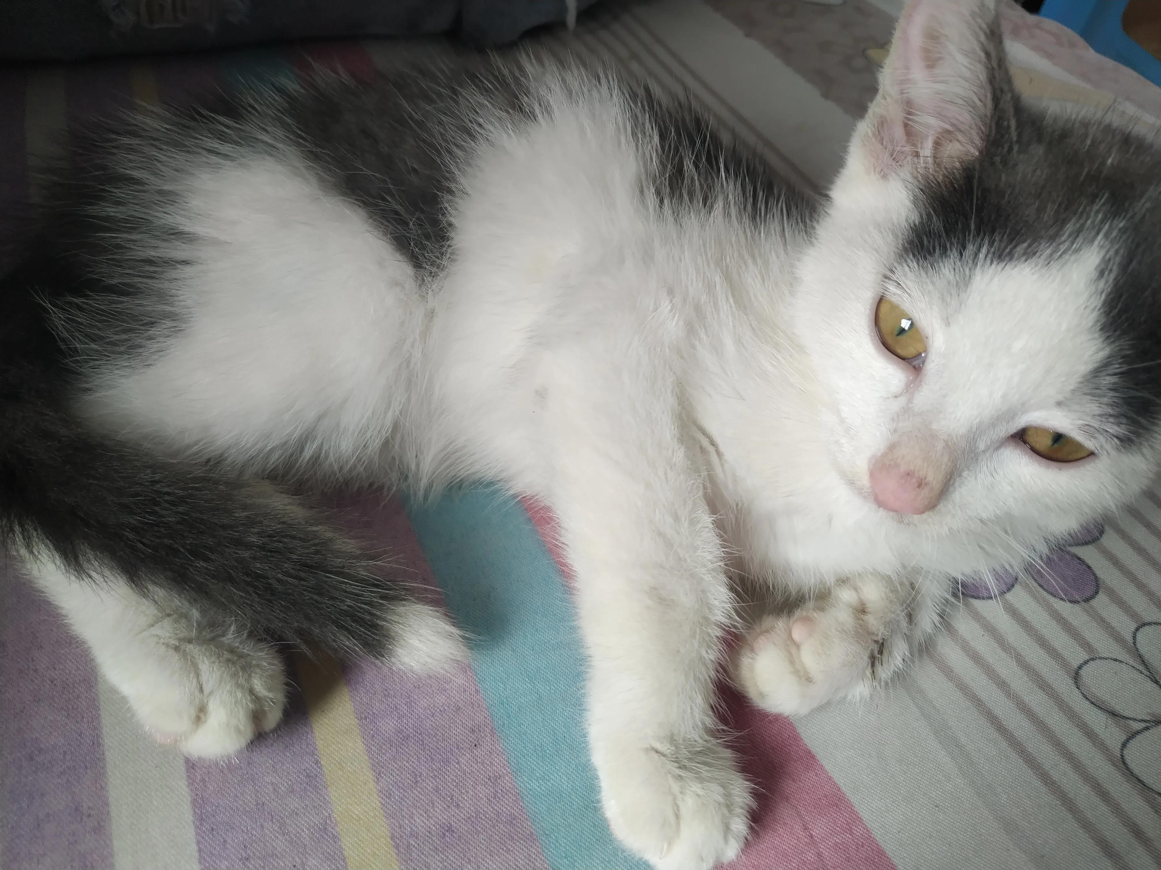 与猫瘟抗争,与它