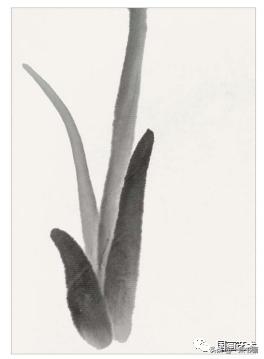芭蕉叶画法教程,国画芭蕉画法视频