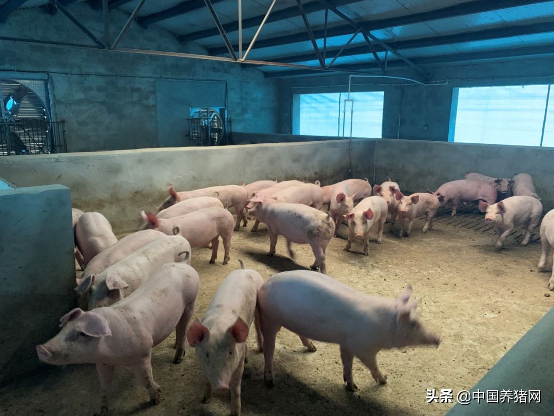 非瘟拔牙成功的案例,拔牙治愈过程