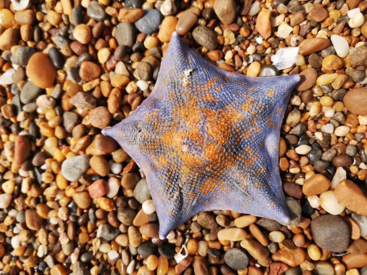 大连游记大全,大连游七绝诗