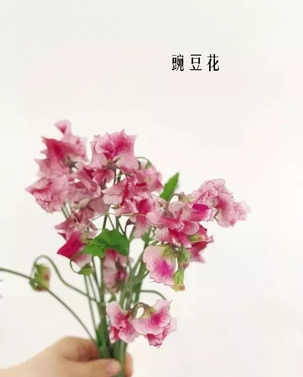 鲜花店常见花材品种大全,花店里同款的两种不同价格的花材