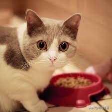猫猫误食药怎么处理,猫猫异食癖的原因