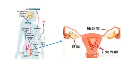 备孕女性如何自测,备孕性激素六项怎么看卵巢功能