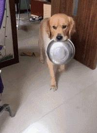 Ding~金毛，你麻叫你吃饭啦!