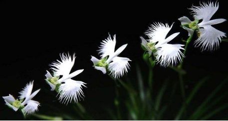 自然界嘴巴奇特的十种动物,十种奇特的自然界植物图片