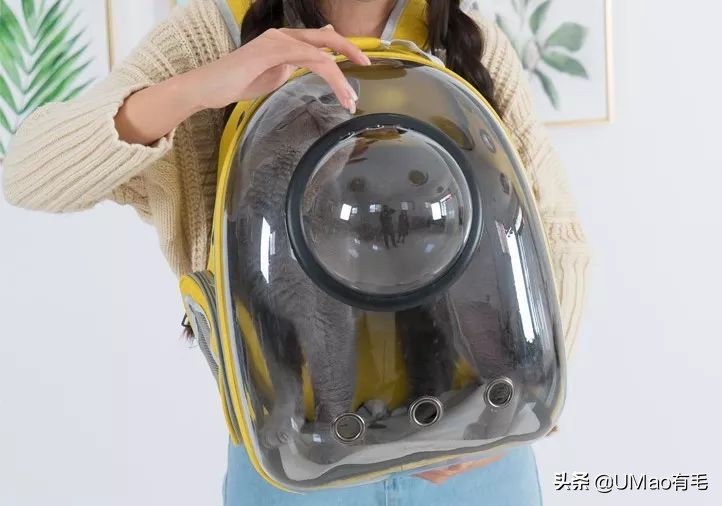 李佳琦叫卖都不管用！双十一猫咪用品这些坑得避