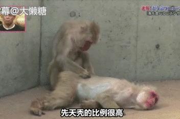 鏃ユ湰鐚村瓙鍚冮奔,绉冨ご鐚村瓙鍚冮奔