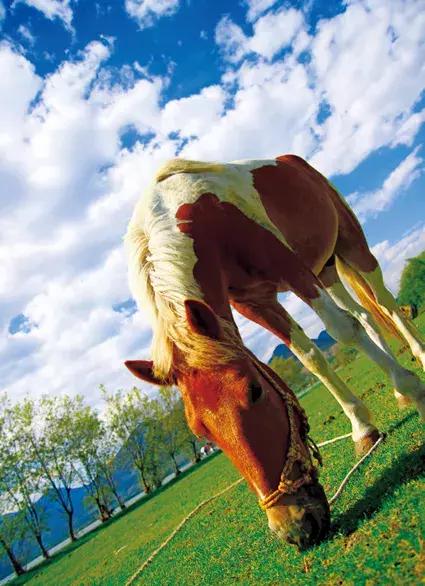 茶马古道不骑马从哪进,茶马古道不骑马