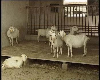 山羊散养的方法,东山羊养殖技术视频