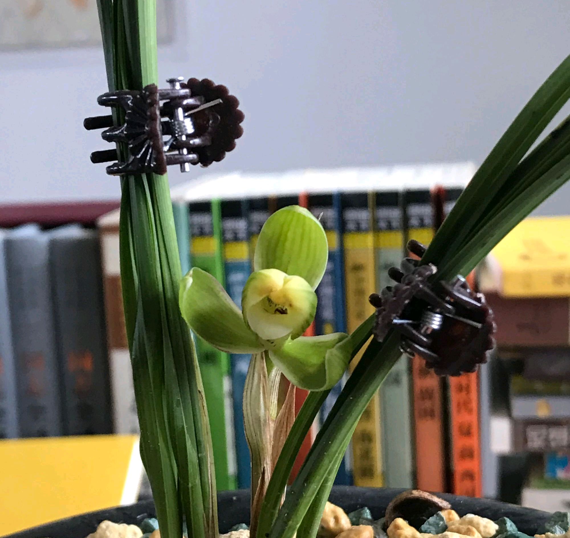 兰花无根无叶的老芦头需要剥离吗,兰花怎样捂花苞