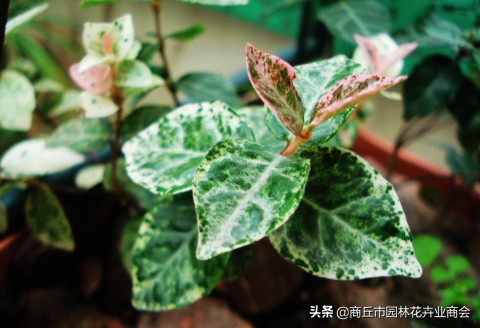 花叶络石，叶子五彩斑斓十分好看，教你如何养护