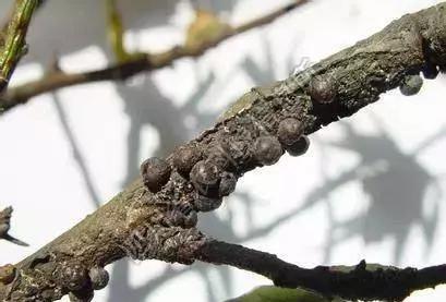 果树蚧壳虫怎样彻底消灭物理治疗,果树蚧壳虫怎么彻底消灭妙招