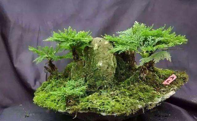 农村小野草“九死还魂”，缺水成枯草，遇水就复活，如今成高档货