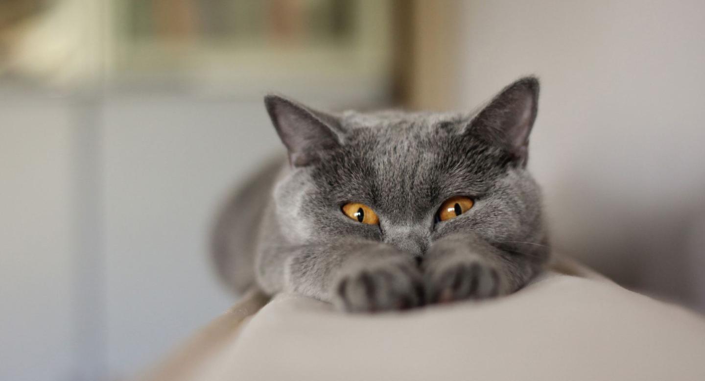 养宠小知识猫咪便秘怎么解决,猫咪会有抑郁情绪吗